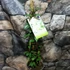 Kép 7/19 - Trachelospermum jasminoides,  fehér virágú, illatos csillagjázmin
