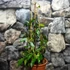 Kép 15/19 - Trachelospermum jasminoides,  fehér virágú, illatos csillagjázmin