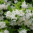 Kép 1/19 - Trachelospermum jasminoides,  fehér virágú, illatos csillagjázmin