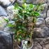 Kép 18/19 - Trachelospermum jasminoides,  fehér virágú, illatos csillagjázmin