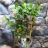 Kép 12/19 - Trachelospermum jasminoides,  fehér virágú, illatos csillagjázmin