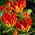 Kép 1/8 - Gloriosa superba 'Rotschildiana' - koronásliliom, rizóma