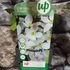 Kép 7/7 - Clematis armandii – örökzöld fehér iszalag