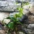 Kép 6/7 - Clematis armandii – örökzöld fehér iszalag