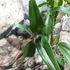 Kép 4/7 - Clematis armandii – örökzöld fehér iszalag