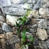 Kép 2/7 - Clematis armandii – örökzöld fehér iszalag