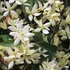 Kép 1/7 - Clematis armandii – örökzöld fehér iszalag