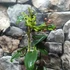 Kép 3/7 - Clematis armandii 'Apple Blossom' – örökzöld világos rózsaszín iszalag