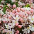 Kép 1/7 - Clematis armandii 'Apple Blossom' – örökzöld világos rózsaszín iszalag