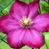 Kép 1/6 - Clematis 'Ville de Lyon'