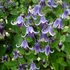 Kép 1/4 - Clematis 'Fascination'