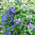 Kép 1/5 - Clematis alpina