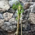 Kép 3/5 - Clematis alpina