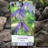 Kép 5/5 - Clematis alpina