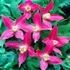 Kép 1/4 - Clematis alpina "Ruby
