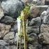 Kép 3/5 - Clematis tibetana tangutica - sárga Mongol iszalag