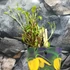 Kép 2/5 - Clematis tibetana tangutica - sárga Mongol iszalag
