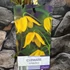 Kép 5/5 - Clematis tibetana tangutica - sárga Mongol iszalag