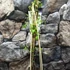 Kép 2/5 - Clematis vitalba – erdei iszalag