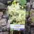 Kép 5/5 - Clematis vitalba – erdei iszalag