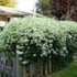 Kép 1/5 - Clematis vitalba – erdei iszalag