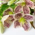 Kép 1/6 - Clematis cirrhosa var. purpurascens 'Freckles'