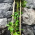 Kép 5/6 - Clematis cirrhosa var. purpurascens 'Freckles'