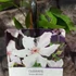 Kép 5/5 - Clematis 'Snow Queen'