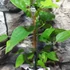 Kép 3/5 - Clematis 'Snow Queen'