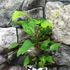 Kép 4/5 - Clematis 'Snow Queen'