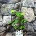Kép 2/5 - Clematis 'Snow Queen'