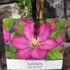 Kép 6/6 - Clematis patens 'Ville de Lyon'