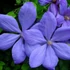 Kép 1/5 - Clematis 'Mrs Cholmondeley'