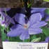 Kép 5/5 - Clematis 'Mrs Cholmondeley'