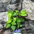 Kép 3/5 - Clematis 'Mrs Cholmondeley'
