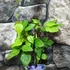 Kép 4/5 - Clematis 'Mrs Cholmondeley'