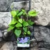 Kép 2/5 - Clematis 'Mrs Cholmondeley'
