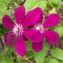 Kép 1/5 - Clematis 'Westerplatte'