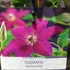 Kép 5/5 - Clematis 'Westerplatte'