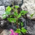 Kép 2/5 - Clematis 'Westerplatte'