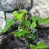 Kép 3/5 - Clematis 'Westerplatte'