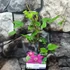 Kép 4/5 - Clematis 'Westerplatte'