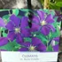 Kép 5/5 - Clematis ‘Etoile Violette’ 