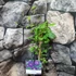 Kép 2/5 - Clematis ‘Etoile Violette’ 