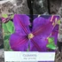 Kép 5/5 - Clematis 'Star of India'