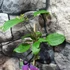 Kép 3/5 - Clematis 'Star of India'