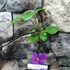 Kép 2/5 - Clematis 'Star of India'