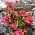 Kép 3/4 - Bougainvillea piros
