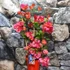 Kép 1/4 - Bougainvillea piros