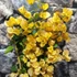 Kép 2/3 - Bougainvillea sárga